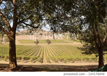 澳洲墨爾本雅拉河谷一家釀酒廠的葡萄園 澳洲墨爾本雅拉河谷一家釀酒廠的葡萄園 124178849
