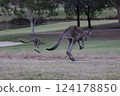 Kangaroos and baby hopping across the Australian plains Kangaroos and baby hopping across the Australian plains 124178850