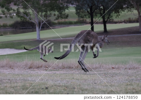 袋鼠和嬰兒在澳洲平原上跳躍 124178850