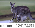 Cute baby in mother kangaroo's pouch in Australia Cute baby in mother kangaroo's pouch in Australia 124178851