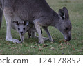 Cute baby in mother kangaroo's pouch in Australia Cute baby in mother kangaroo's pouch in Australia 124178852