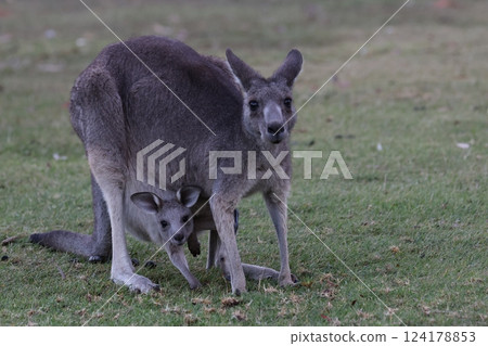Cute baby in mother kangaroo's pouch in Australia Cute baby in mother kangaroo's pouch in Australia 124178853