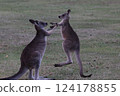 Australian kangaroo parents and children playing Australian kangaroo parents and children playing 124178855