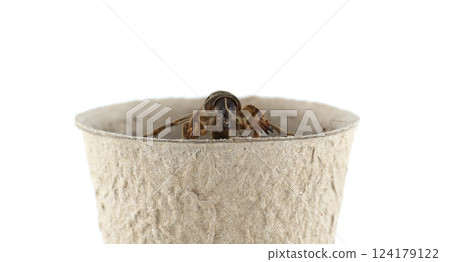 A European mole cricket, Gryllotalpa gryllotalpa, is shown in a small cup on white. 124179122
