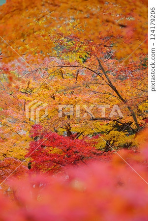 2024 年京都與束正法寺的秋葉 124179206