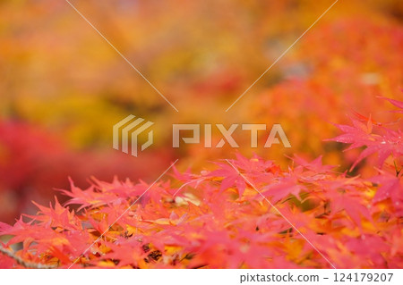 2024 年京都與束正法寺的秋葉 124179207