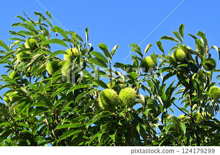 Chestnuts on the tree 124179299
