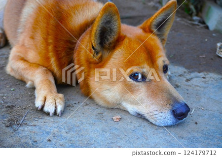 Dog lying down and looking at you Dog lying down and looking at you 124179712
