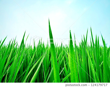 Rice growing towards the blue sky Rice growing towards the blue sky 124179717