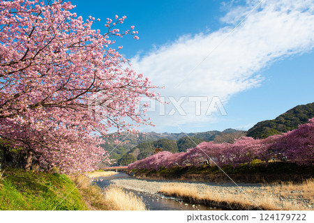 風景 河津櫻花季 124179722