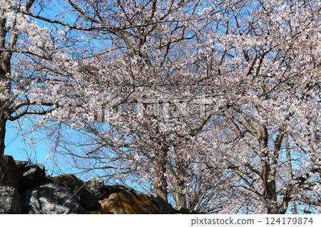 Cherry blossoms in full bloom on the stone wall, under the gentle sunlight 124179874