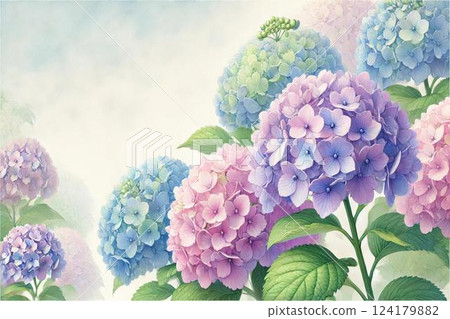 繡球 繡球 124179882