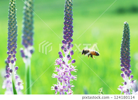 A bee on a flower A bee on a flower 124180114