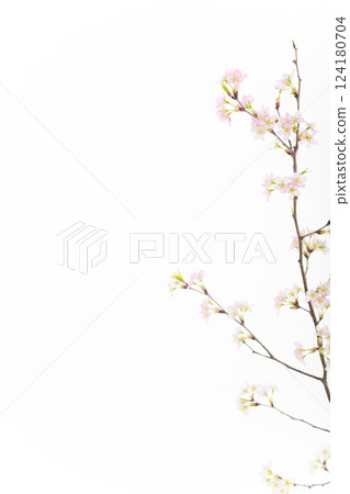 櫻花（白背） 124180704
