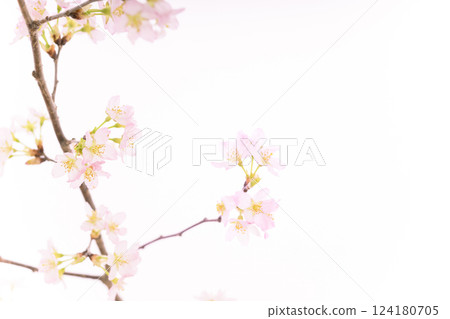 Sakura (white back) Sakura (white back) 124180705