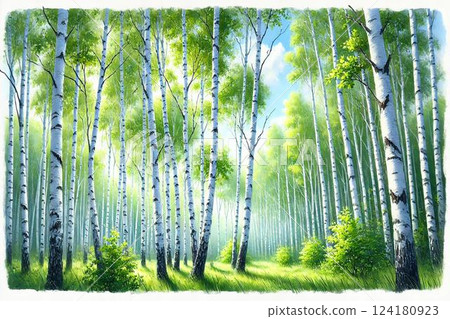 Summer birch forest 124180923