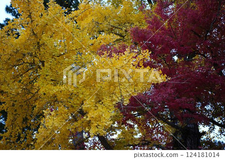 Beautiful autumn colors created by ginkgo and maple trees Beautiful autumn colors created by ginkgo and maple trees 124181014