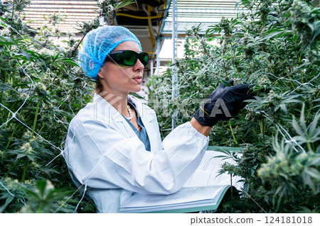 Technician evaluates cannabis plants, documenting growth data in a medical marijuana plantation. 124181018