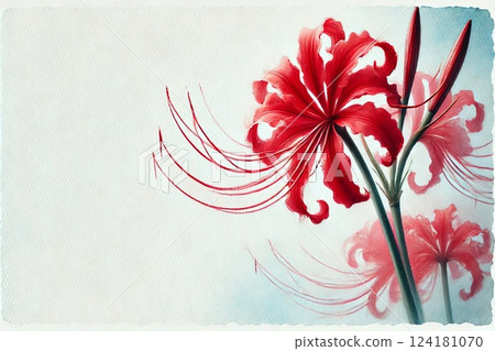 Cluster amaryllis Cluster amaryllis 124181070