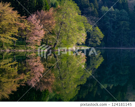 Cherry trees reflected on the lake surface, Lake Nakatsuna, Omachi City, Nagano Prefecture Cherry trees reflected on the lake surface, Lake Nakatsuna, Omachi City, Nagano Prefecture 124181145