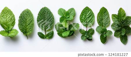Selection of fresh green mint leaves on a white background Selection of fresh green mint leaves on a white background 124181227