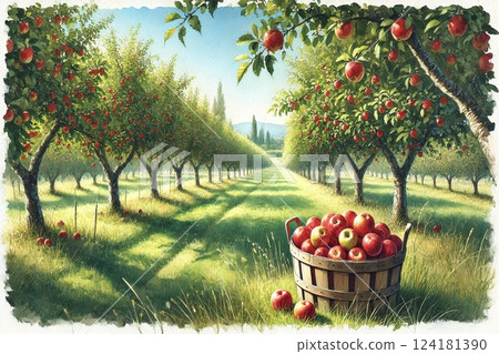 Apple orchard/apples 124181390