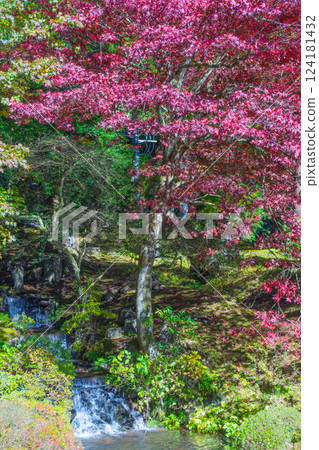 秋天小溪旁的紅色楓樹 124181432