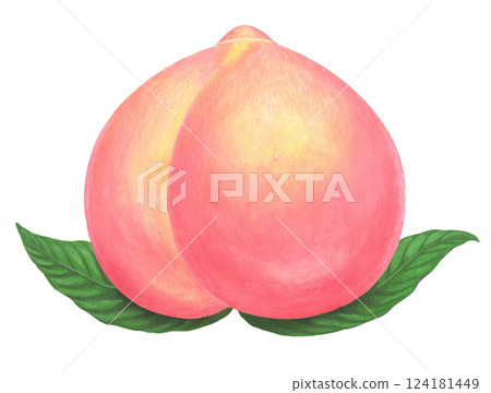 Illustration of a peach with leaves 124181449