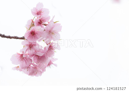 河津櫻花在早春的陽光下閃閃發光 124181527