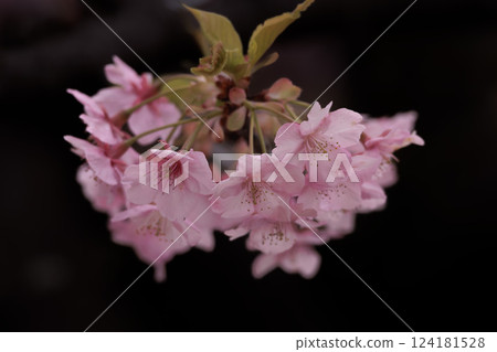 河津櫻花在早春的陽光下閃閃發光 124181528