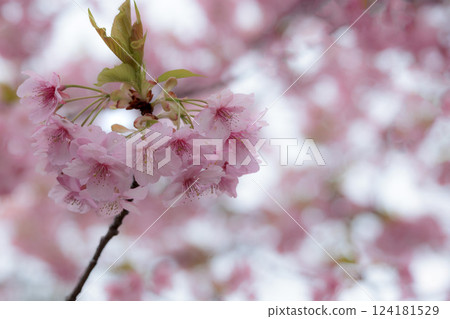Kawazu cherry blossoms sparkle pink in the early spring sunlight 124181529