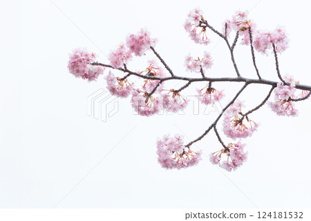 河津櫻花在早春的陽光下閃閃發光 124181532