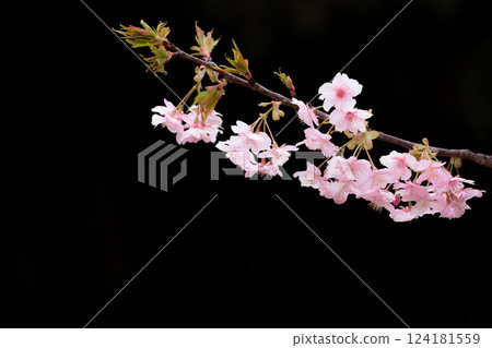 Kawazu cherry blossoms sparkle pink in the early spring sunlight Kawazu cherry blossoms sparkle pink in the early spring sunlight 124181559