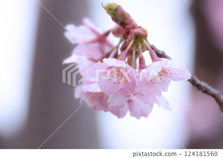 Kawazu cherry blossoms sparkle pink in the early spring sunlight Kawazu cherry blossoms sparkle pink in the early spring sunlight 124181560