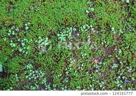 Moss (Obuse Town, Kamitakai District, Nagano Prefecture) 124181777