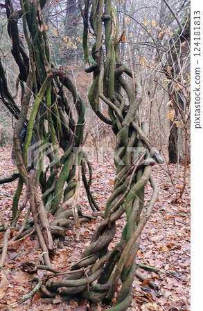 Climbing Twisted Liana on a tree in the forest in early spring 124181813