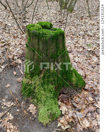 Old wooden stump covered with green moss opens its bark to the sun 124181824