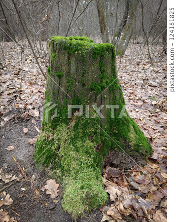 Old wooden stump covered with green moss opens its bark to the sun 124181825