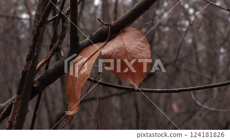 Sad autumn leaf in the forest 124181826