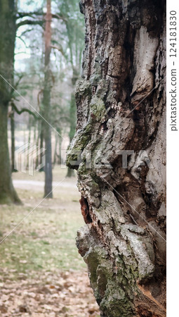 Trees in the autumn forest with bizarre shapes similar to images of creatures Trees in the autumn forest with bizarre shapes similar to images of creatures 124181830