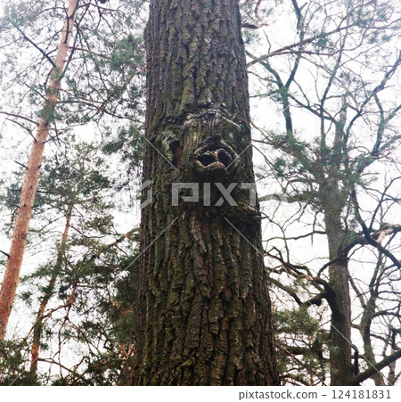 Trees in the autumn forest with bizarre shapes similar to images of creatures Trees in the autumn forest with bizarre shapes similar to images of creatures 124181831