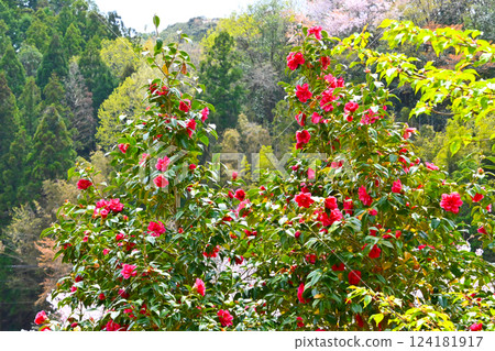 Red camellia flower 124181917
