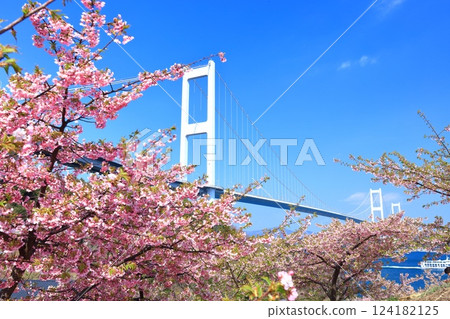 [Ehime Prefecture] Kurushima Kaikyo Bridge and Kawazu cherry blossoms in full bloom 124182125