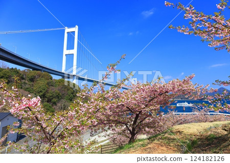 [Ehime Prefecture] Kurushima Kaikyo Bridge and Kawazu cherry blossoms in full bloom 124182126
