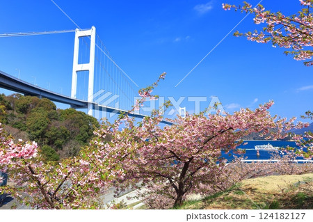 [Ehime Prefecture] Kurushima Kaikyo Bridge and Kawazu cherry blossoms in full bloom 124182127