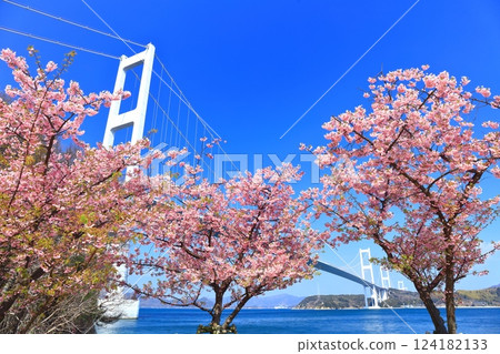 [Ehime Prefecture] Kurushima Kaikyo Bridge and Kawazu cherry blossoms in full bloom 124182133