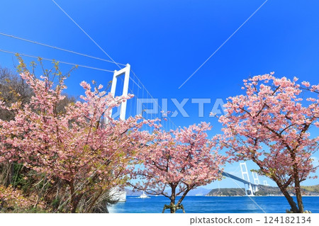 【愛媛縣】來島海峽大橋和河津櫻花盛開 124182134
