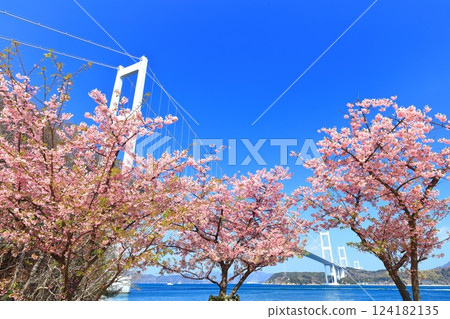 【愛媛縣】來島海峽大橋和河津櫻花盛開 124182135