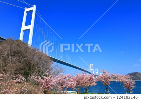 [Ehime Prefecture] Kurushima Kaikyo Bridge and Kawazu cherry blossoms in full bloom 124182140