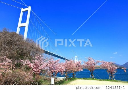 [Ehime Prefecture] Kurushima Kaikyo Bridge and Kawazu cherry blossoms in full bloom 124182141